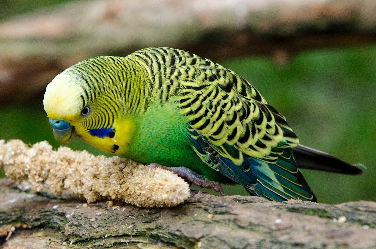 budgie, bird, plumage-5076636.jpg
