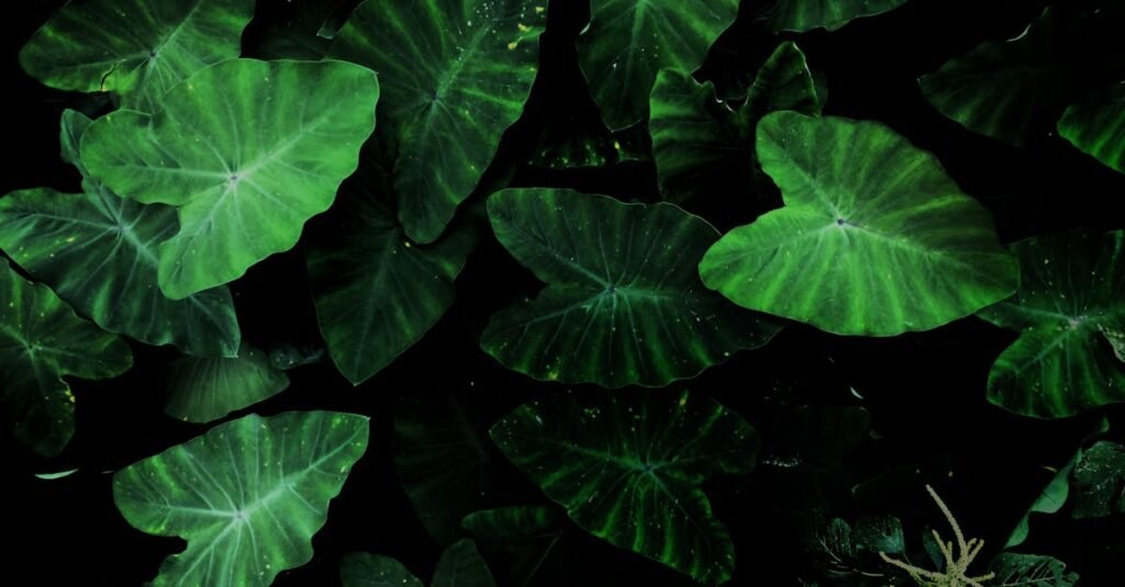 pexels-photo-2318554-2318554 Close-up of vibrant green tropical leaves with striking veining, creating a lush natural pattern.