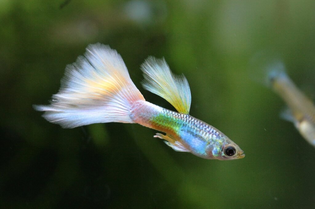 aquarium, tropical fish, nature, fish, guppy