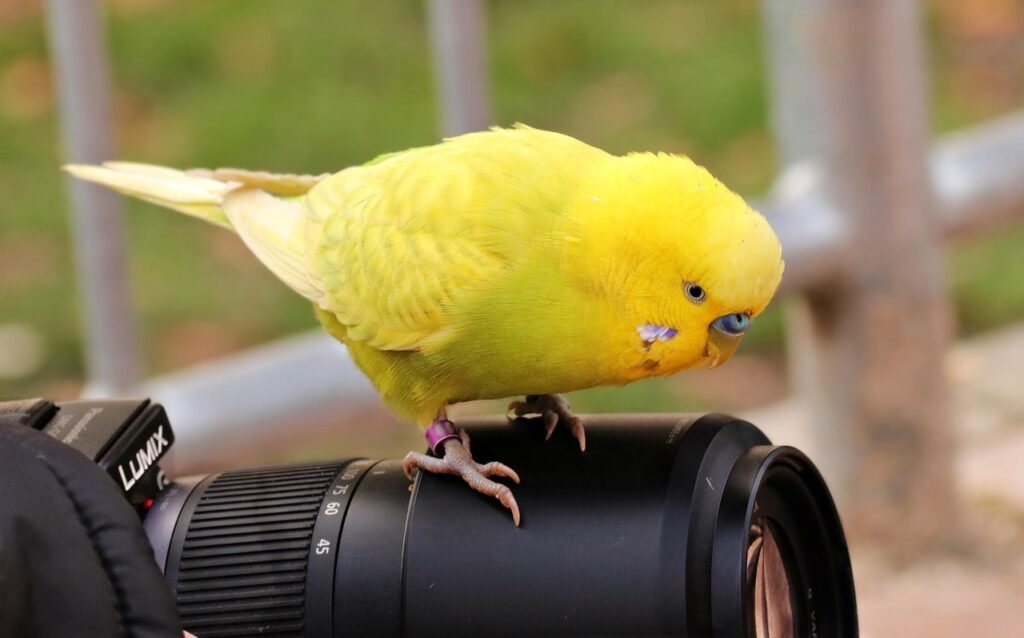 budgie, bird, yellow, yellow budgie, yellow bird, parakeet, animal, wildlife, ornamental bird, fauna, creature, parrot species, cute, plumage, poultry, camera, budgie on camera, photo camera, to sit, budgie, budgie, budgie, budgie, budgie, yellow budgie, parakeet, parakeet, parakeet