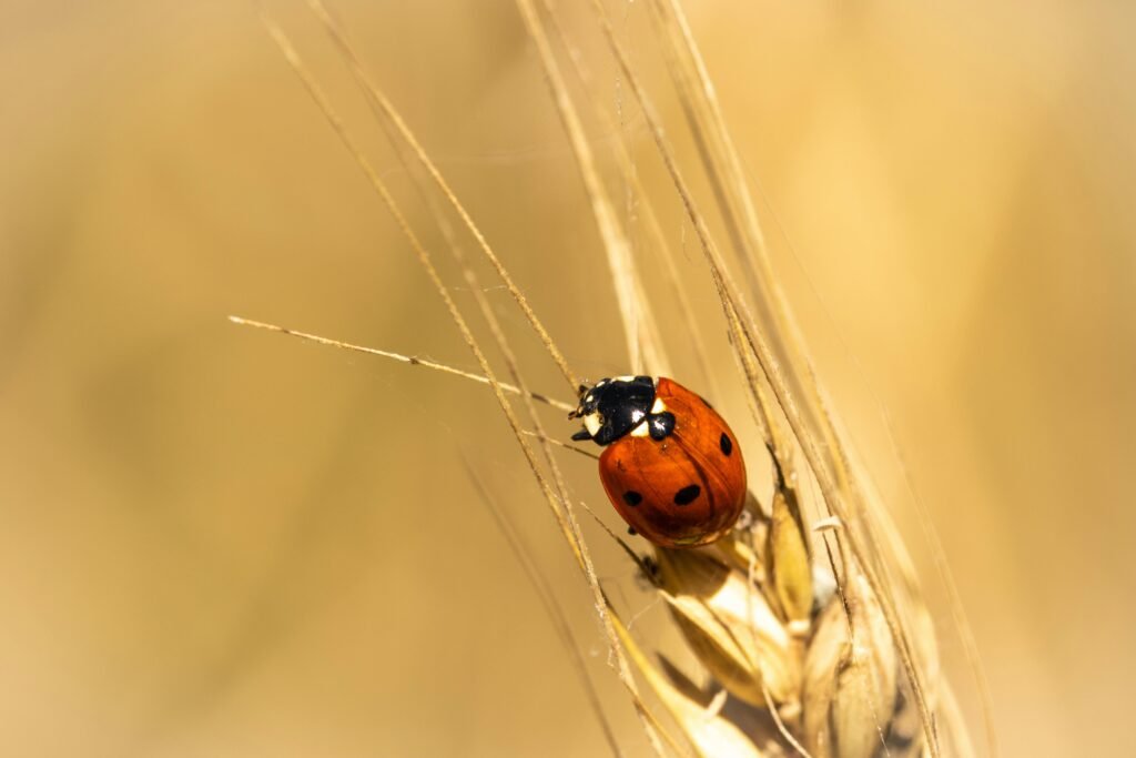 Close-up view of a ladybug perched on wheat with a warm, natural background.