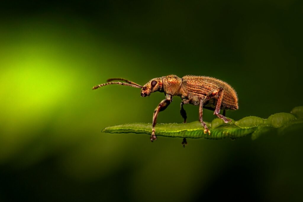 pexels-photo-8340751-8340751 Detailed macro photo of a beetle perched on a leaf, set against a vibrant green backdrop.