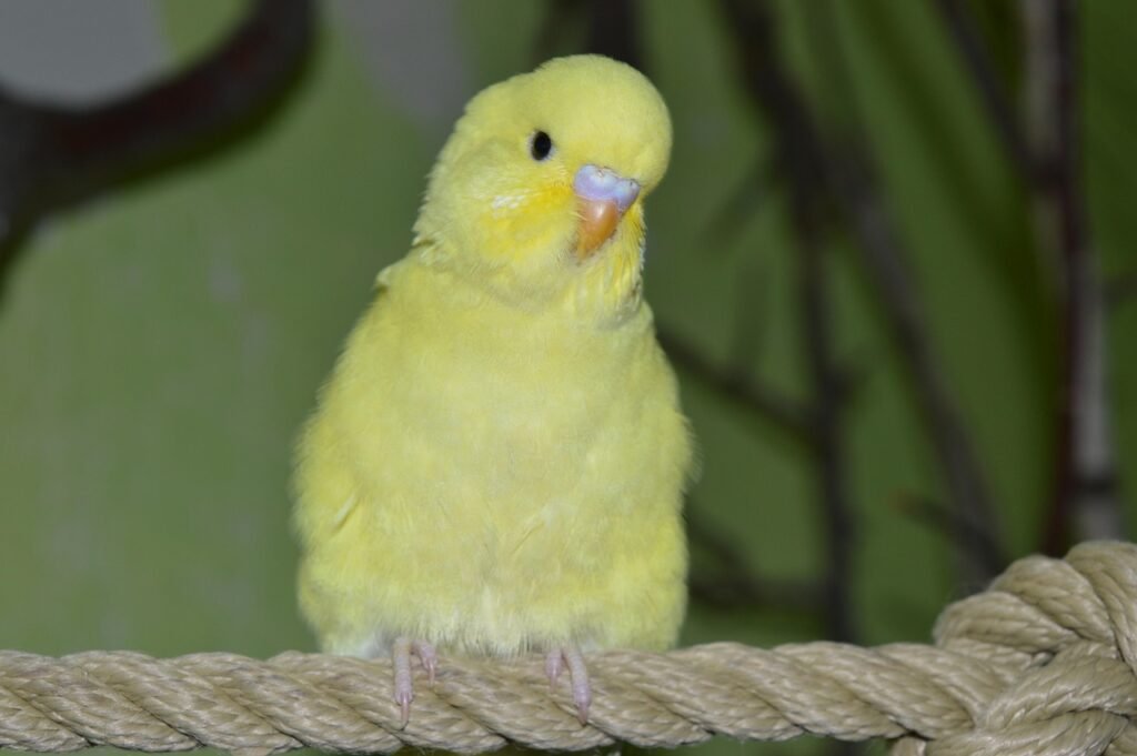 budgie, ornamental bird, yellow, budgie, budgie, budgie, budgie, budgie