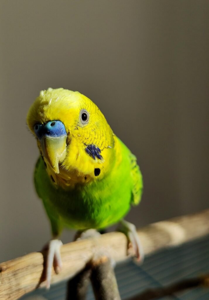 budgie, green, bird, animal, feathers, beak, wings, nature, parrot